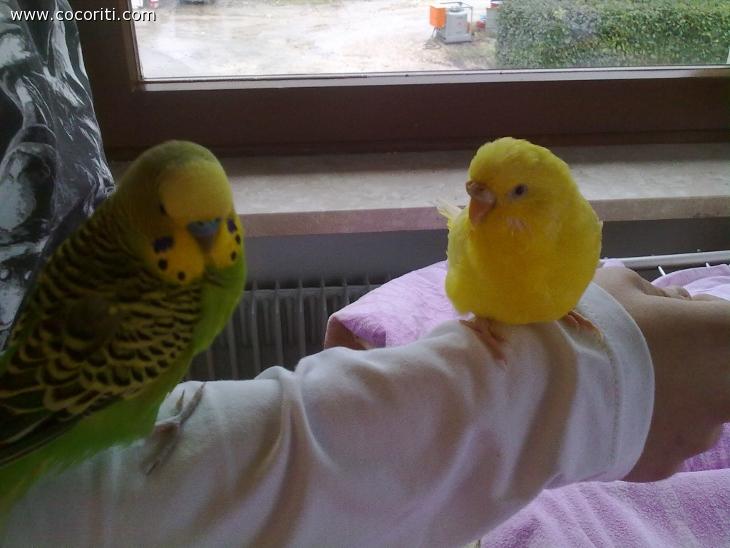 La bionda e il pazzo verde
